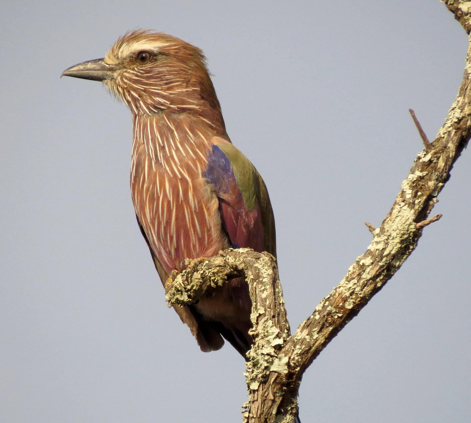 Rufous-crowned Roller Photo by Richard  Lowe