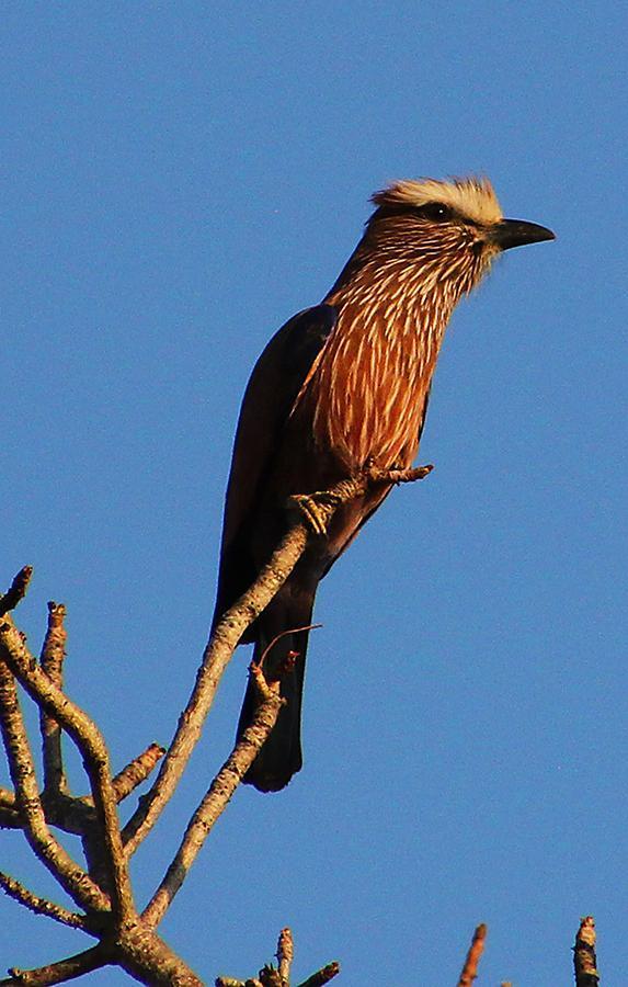 Rufous-crowned Roller Photo by Ian Phillips