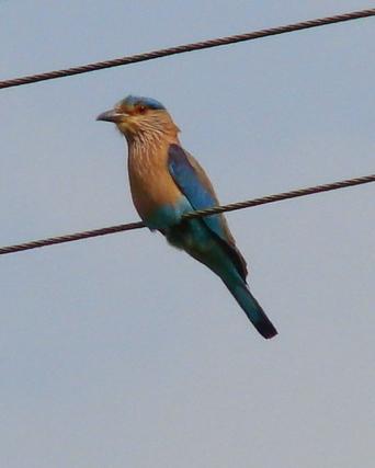 Indian/Indochinese Roller Photo by Sean Fitzgerald