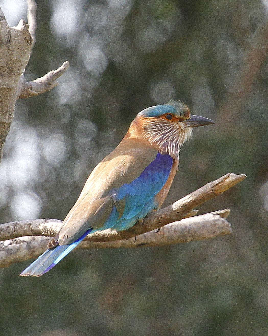 Indian/Indochinese Roller Photo by Isaac Sanchez