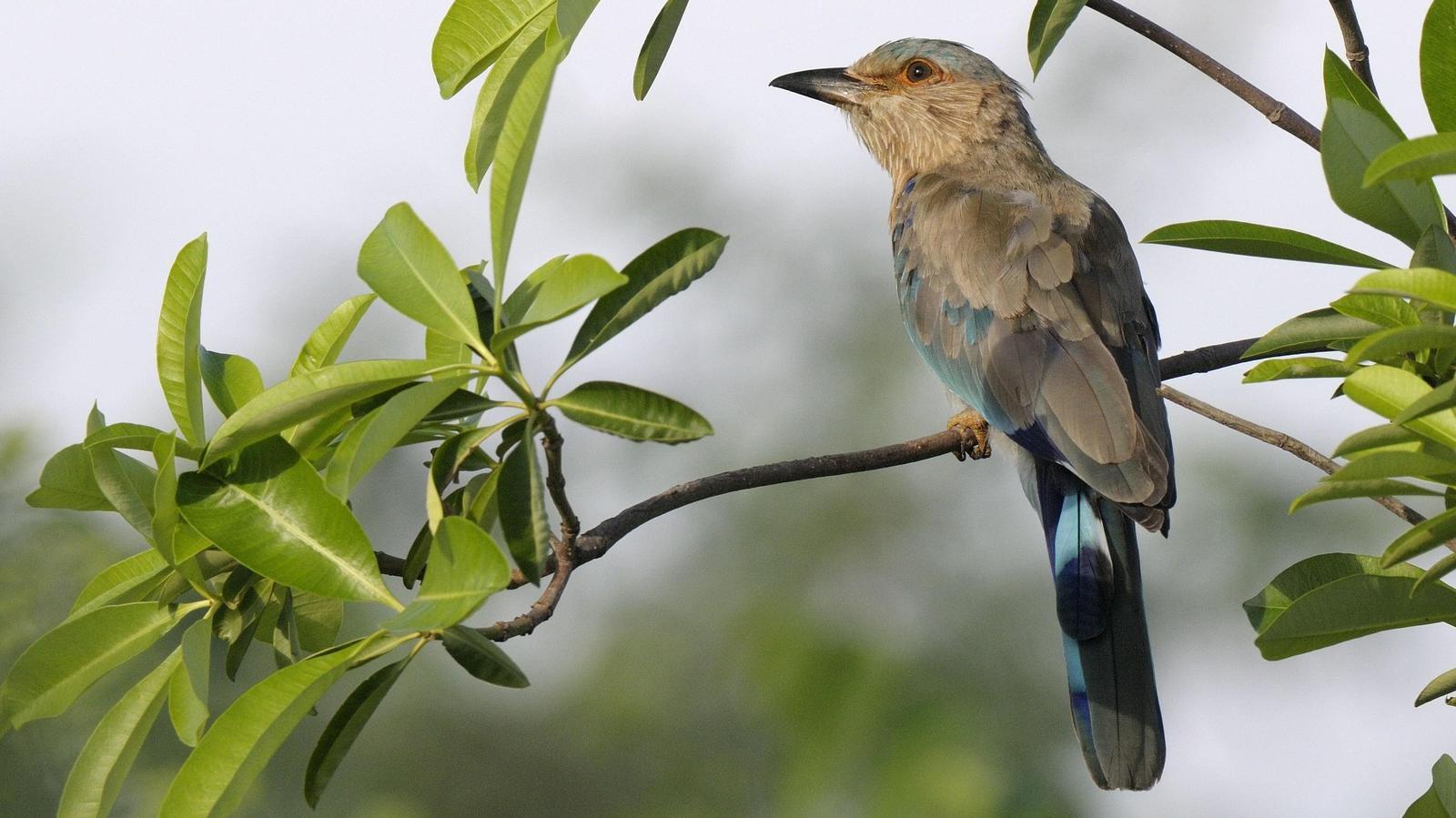 Indian/Indochinese Roller Photo by Kishore Bhargava