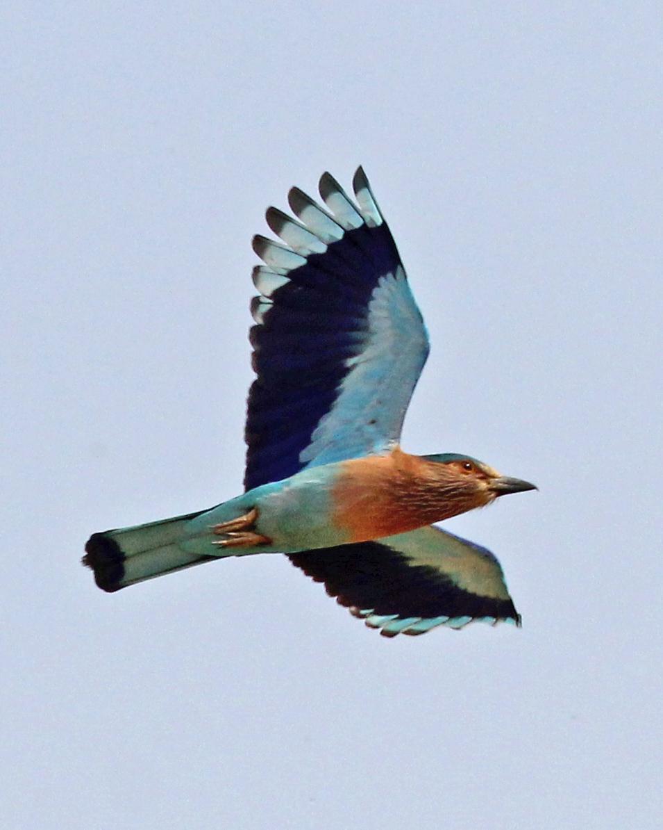 Indian/Indochinese Roller Photo by Robert Polkinghorn