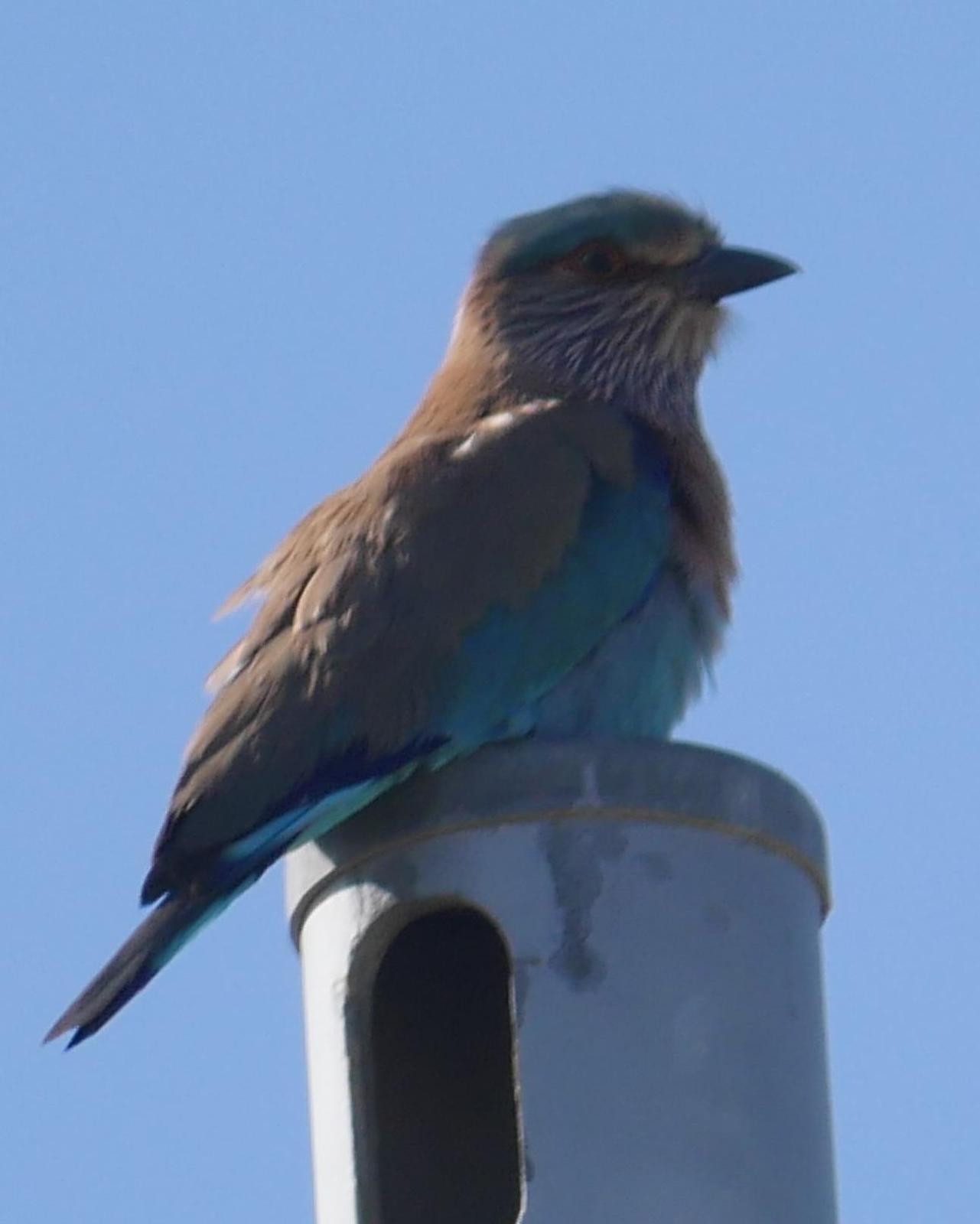 Indian/Indochinese Roller Photo by Peter Lowe