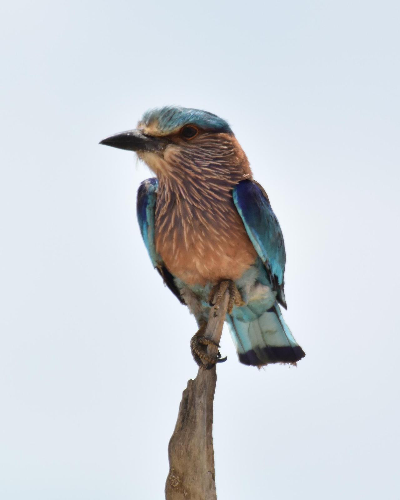Indian/Indochinese Roller Photo by Steve Percival