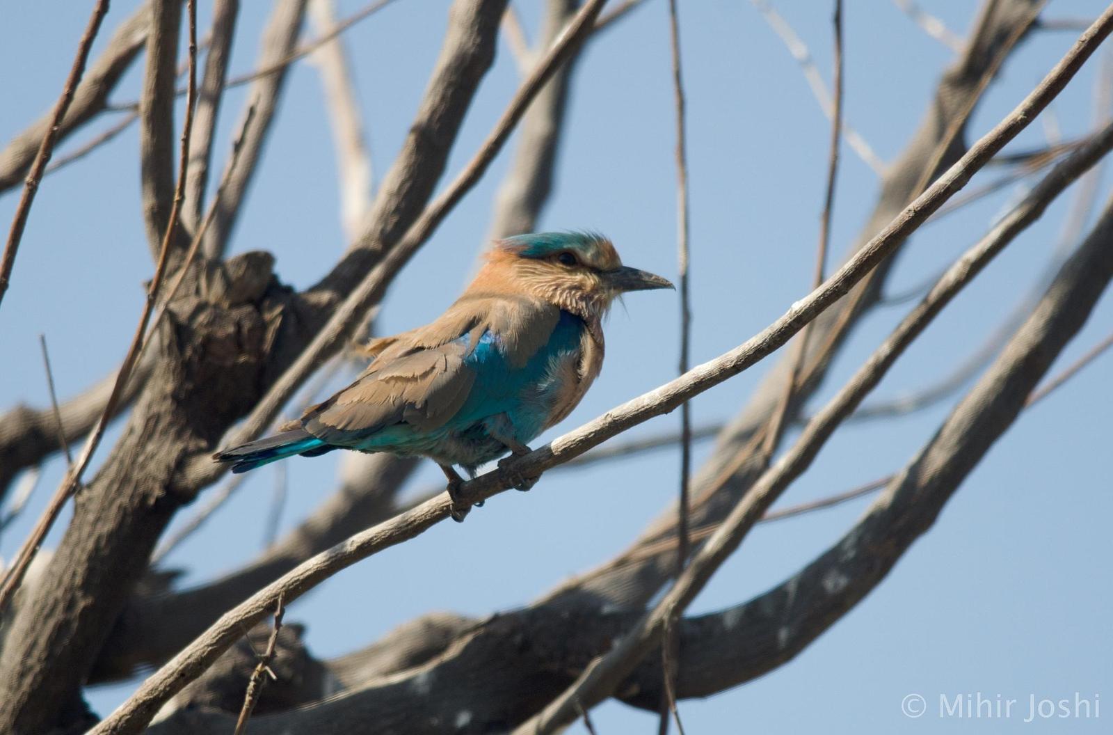Indian/Indochinese Roller Photo by Mihir Joshi
