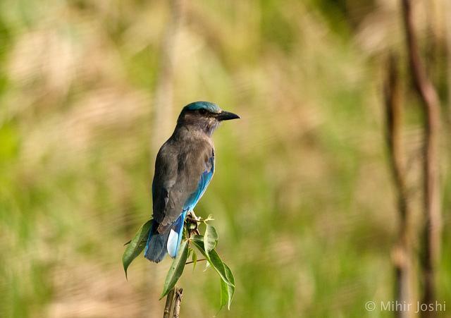 Indian/Indochinese Roller Photo by Mihir Joshi