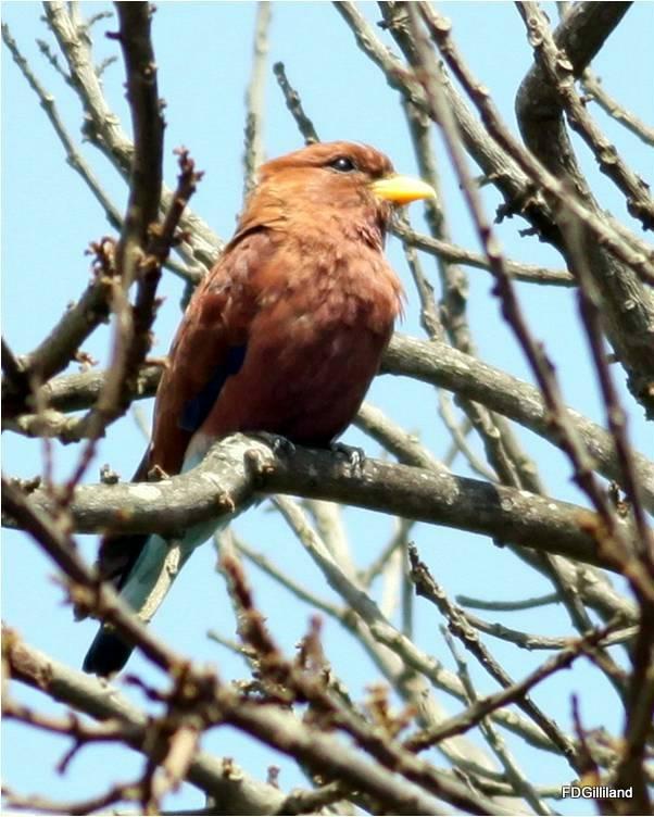 Broad-billed Roller Photo by Frank Gilliland
