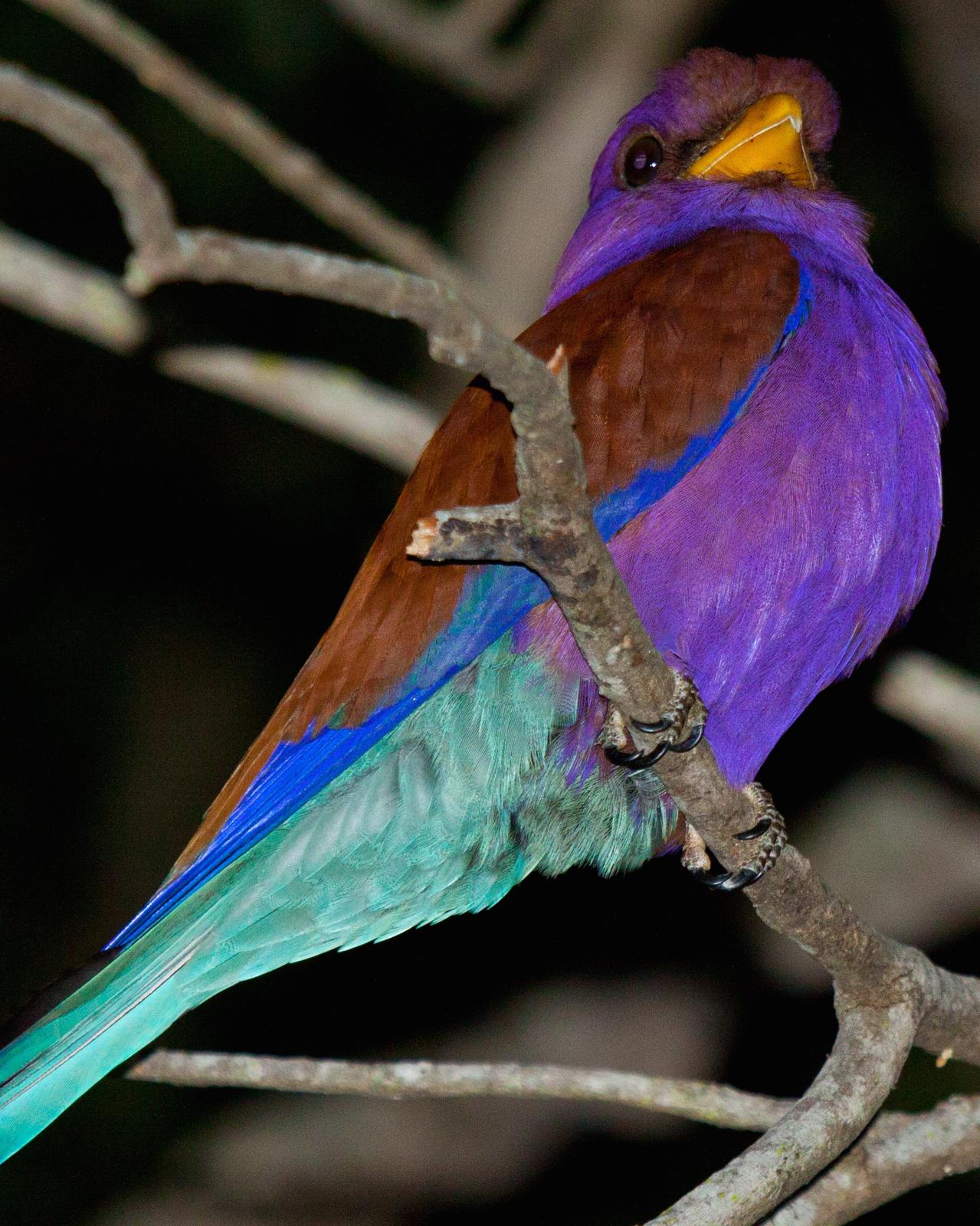 Broad-billed Roller Photo by Sue Wright