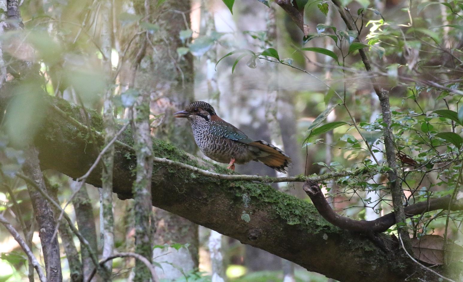 Scaly Ground-Roller Photo by Richard Jeffers