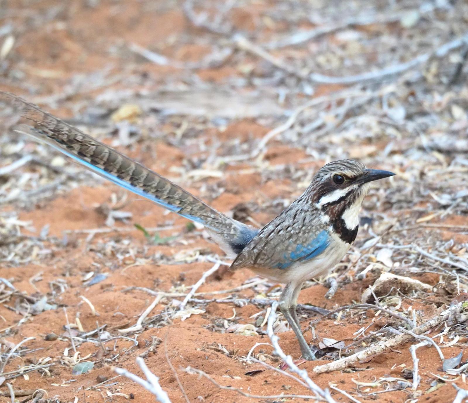 Long-tailed Ground-Roller Photo by Kristin Vigander