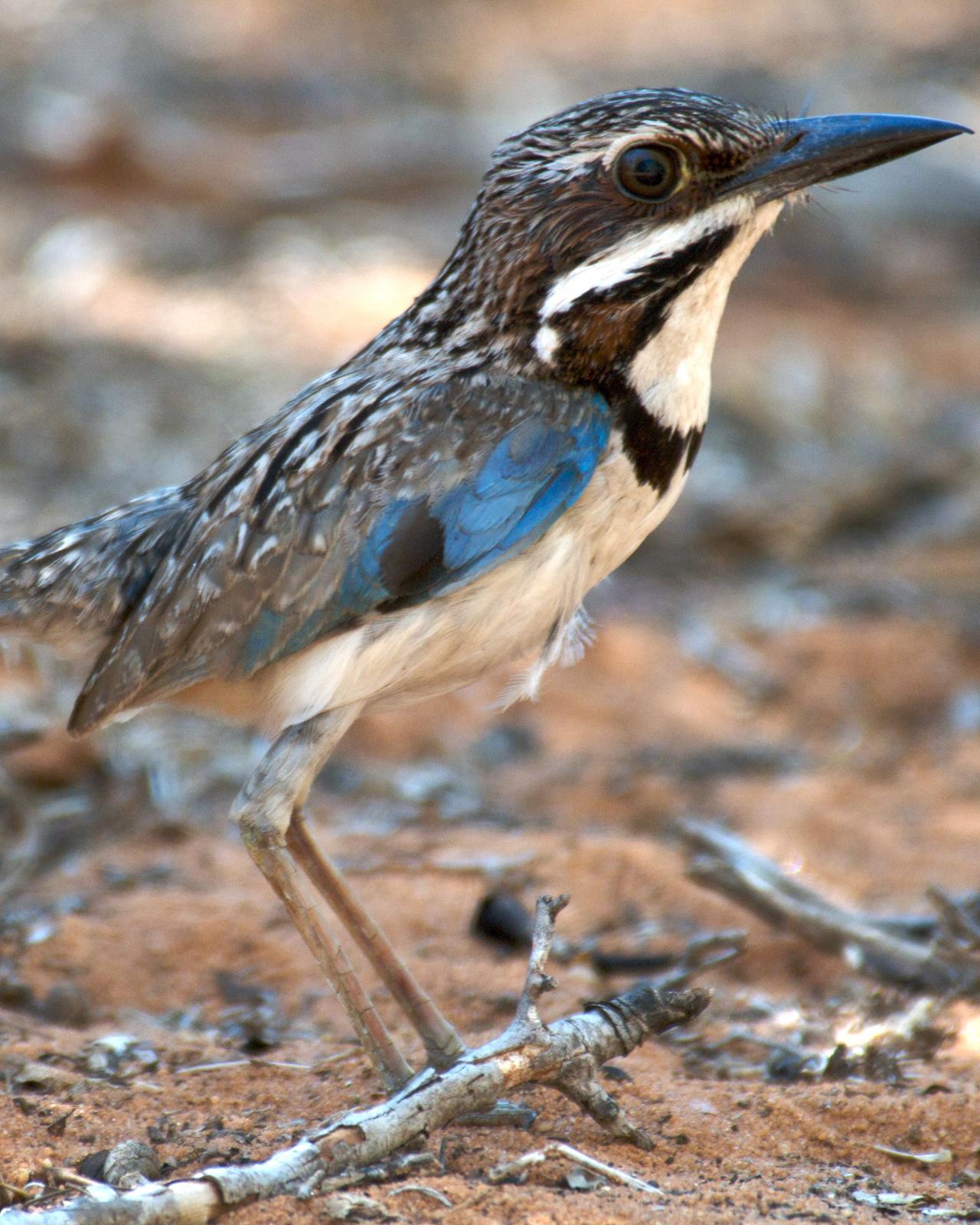 Long-tailed Ground-Roller Photo by John Mittermeier