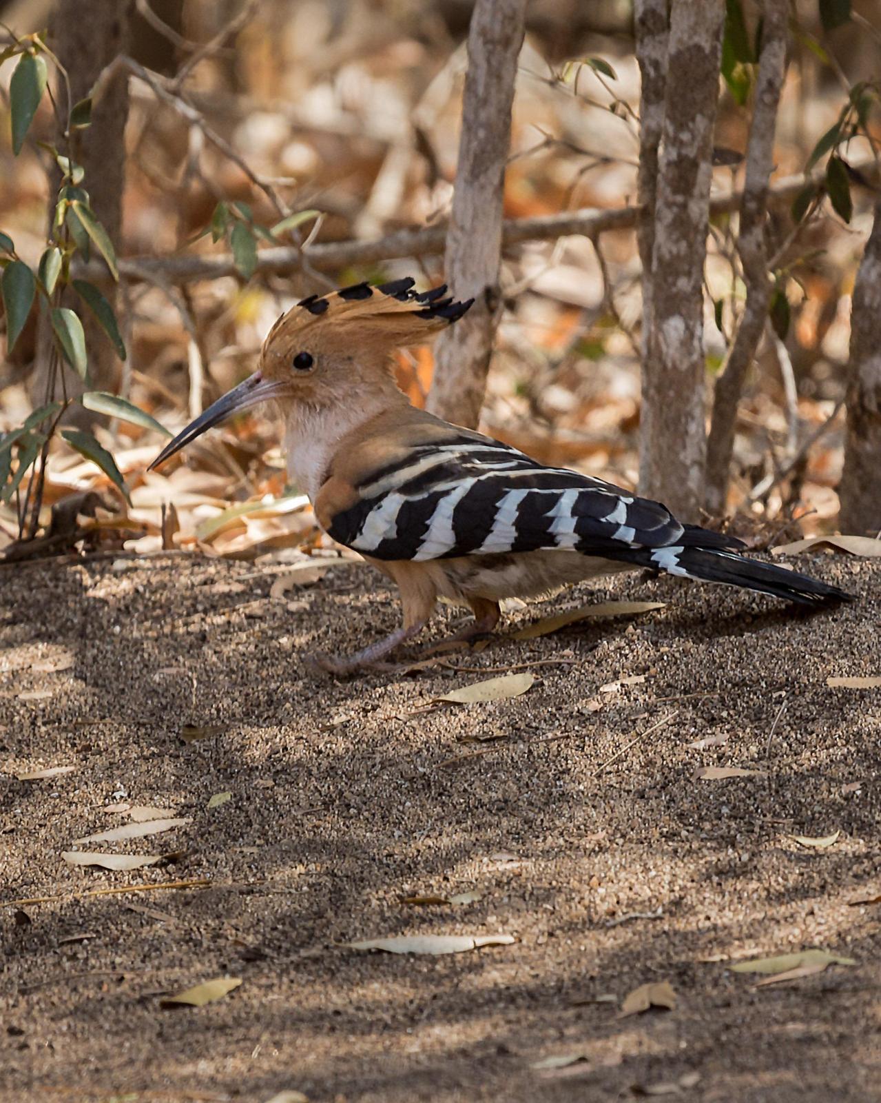 Madagascar Hoopoe Photo by Alan Fieldus