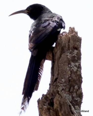 Black-billed Woodhoopoe Photo by Frank Gilliland