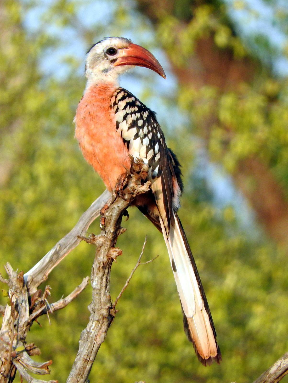 Northern Red-billed Hornbill Photo by Todd A. Watkins