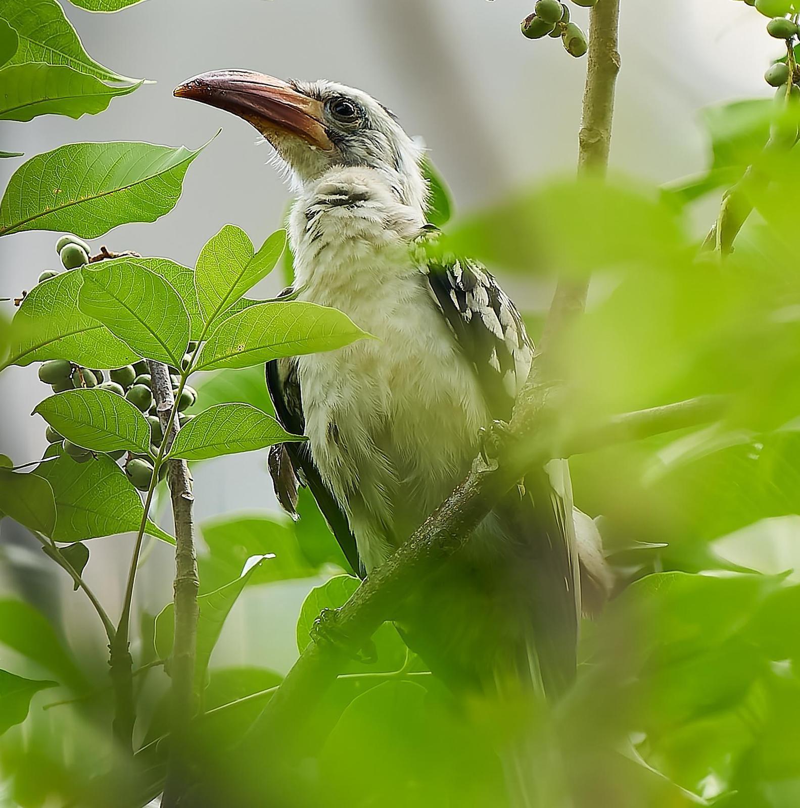 Northern Red-billed Hornbill Photo by Steven Cheong