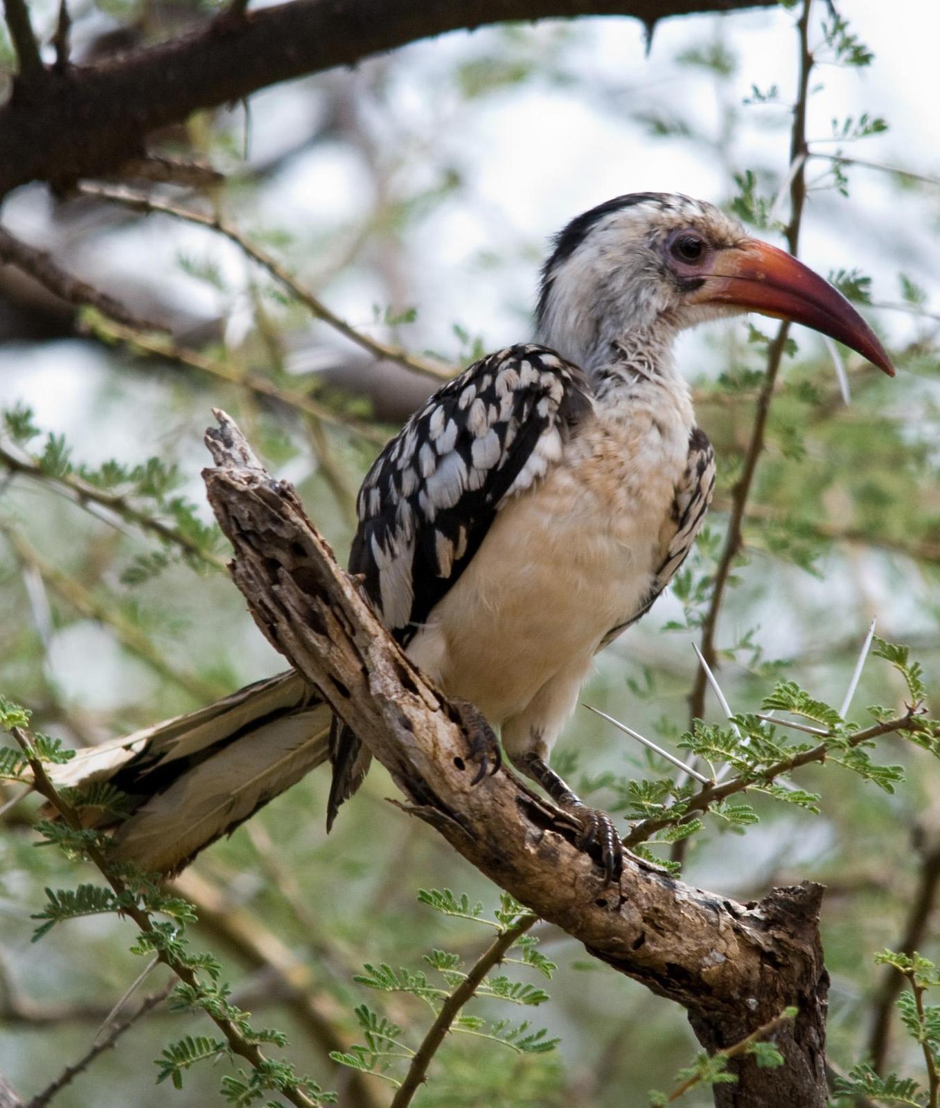 Northern Red-billed Hornbill Photo by Carol Foil