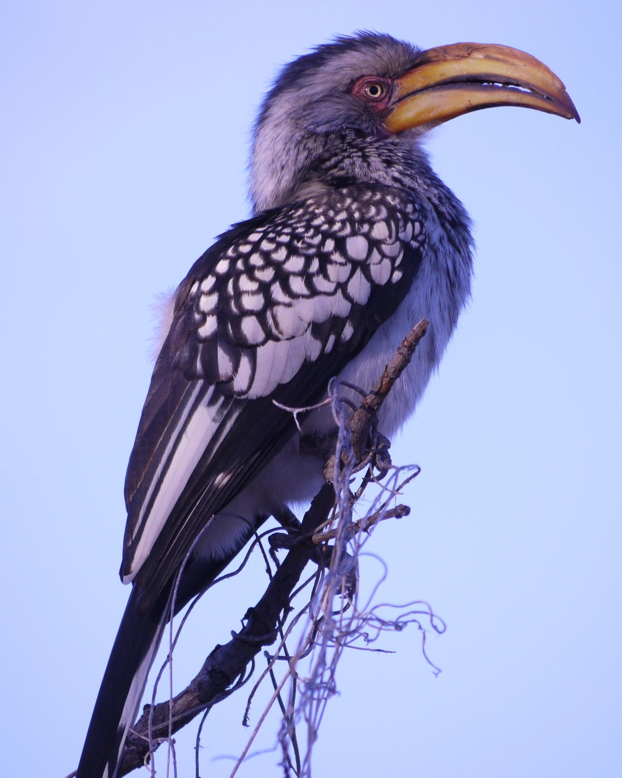 Eastern Yellow-billed Hornbill Photo by Peter Lowe