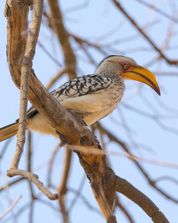 Southern Yellow-billed Hornbill Photo by Denis Rivard