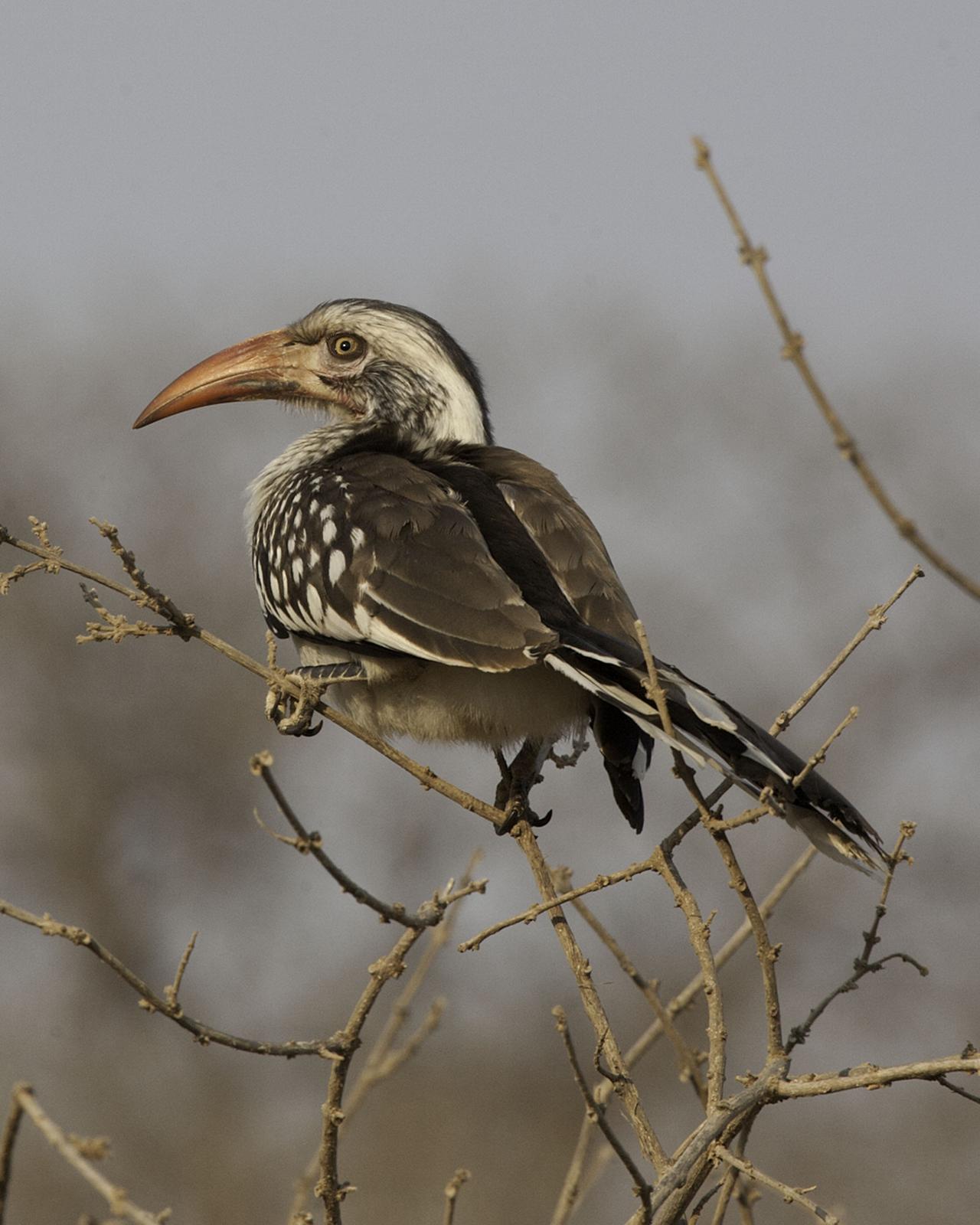 Southern Yellow-billed Hornbill Photo by Mary Ann Melton