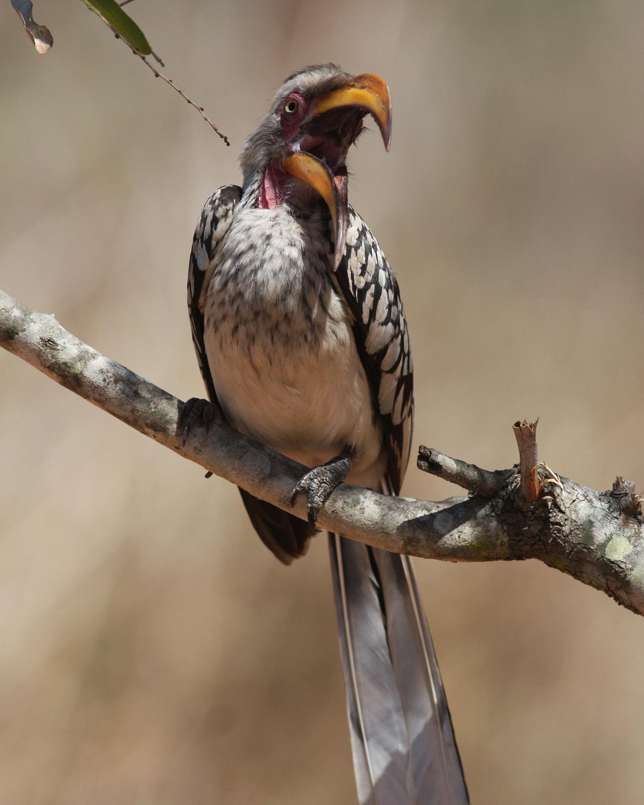 Southern Yellow-billed Hornbill Photo by Henk Baptist