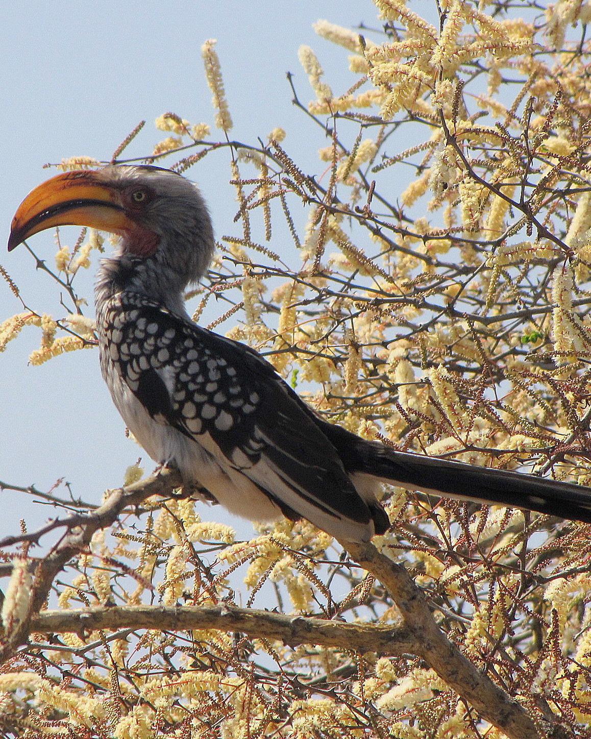 Southern Yellow-billed Hornbill Photo by Richard  Lowe