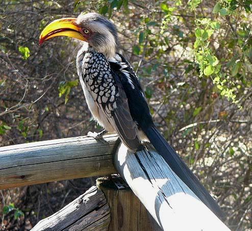 Southern Yellow-billed Hornbill Photo by Richard  Lowe
