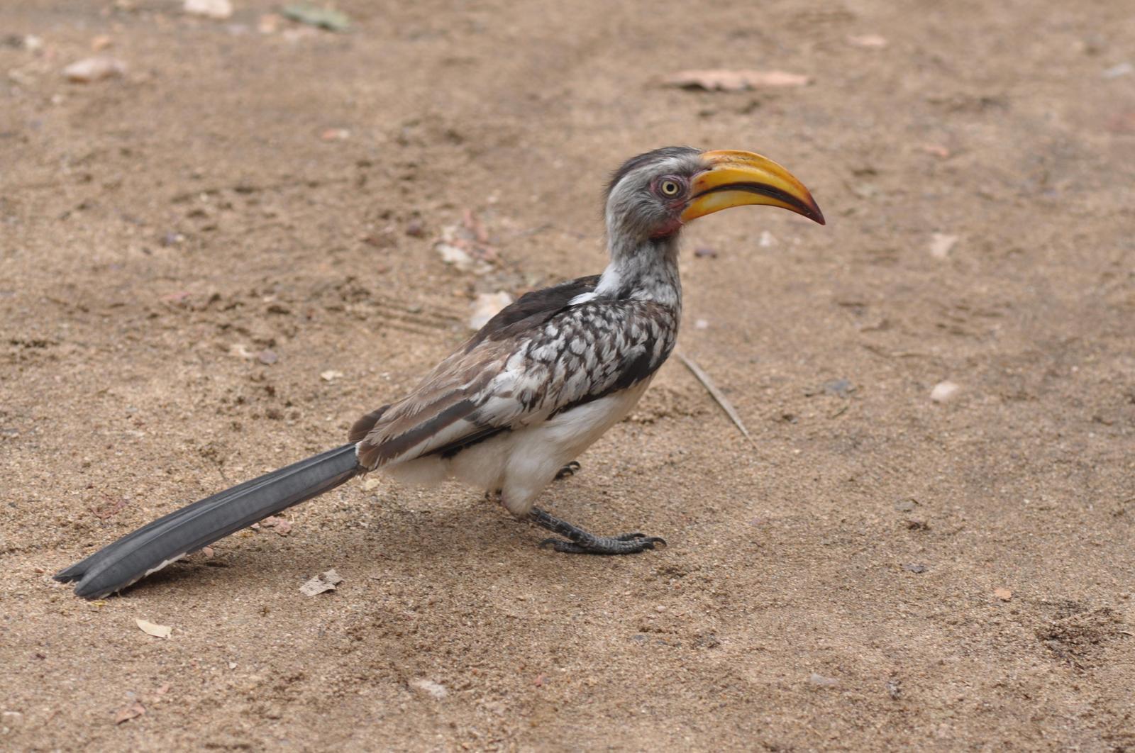 Southern Yellow-billed Hornbill Photo by Stef Stevens