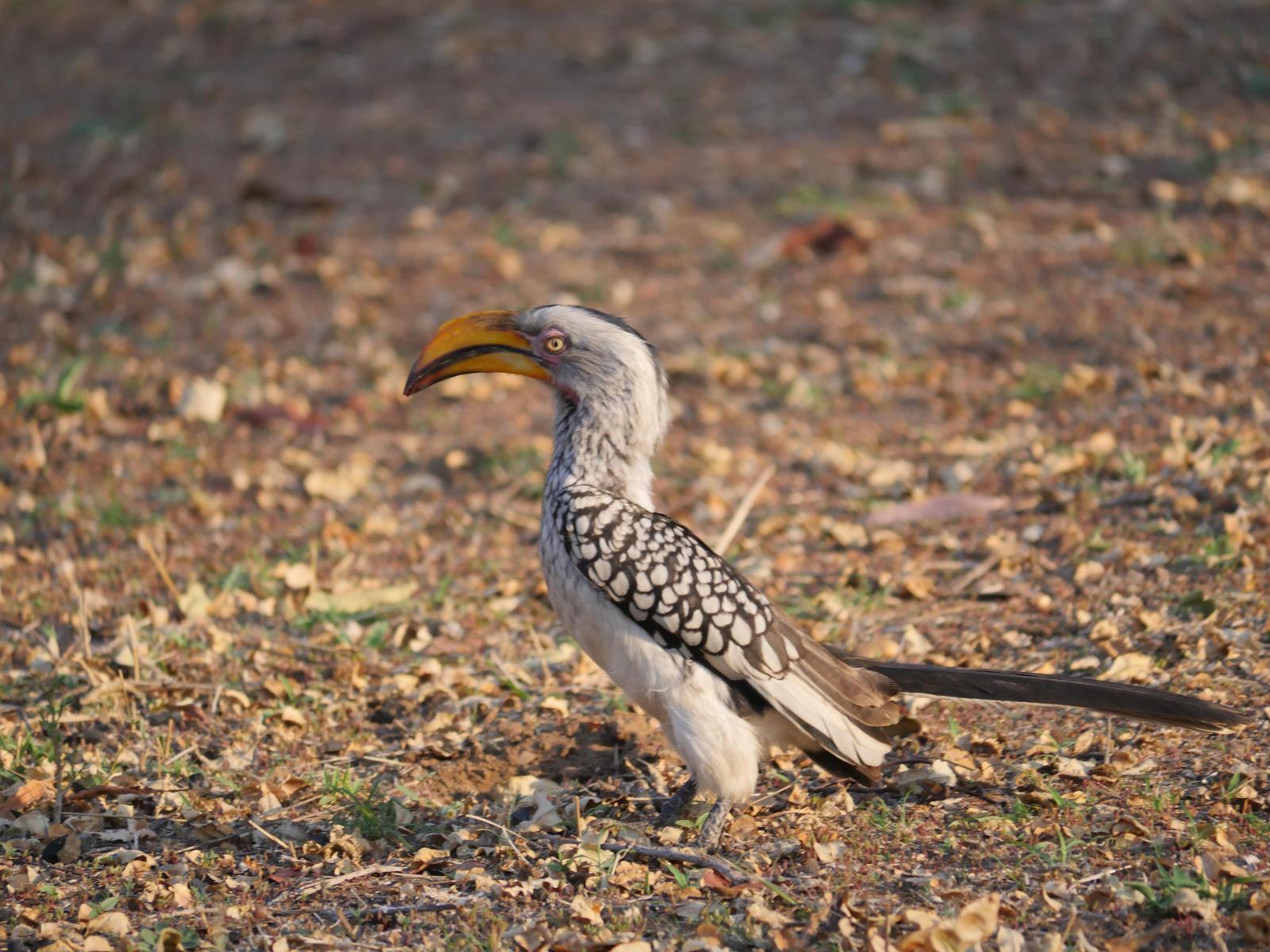 Southern Yellow-billed Hornbill Photo by Peter Lowe