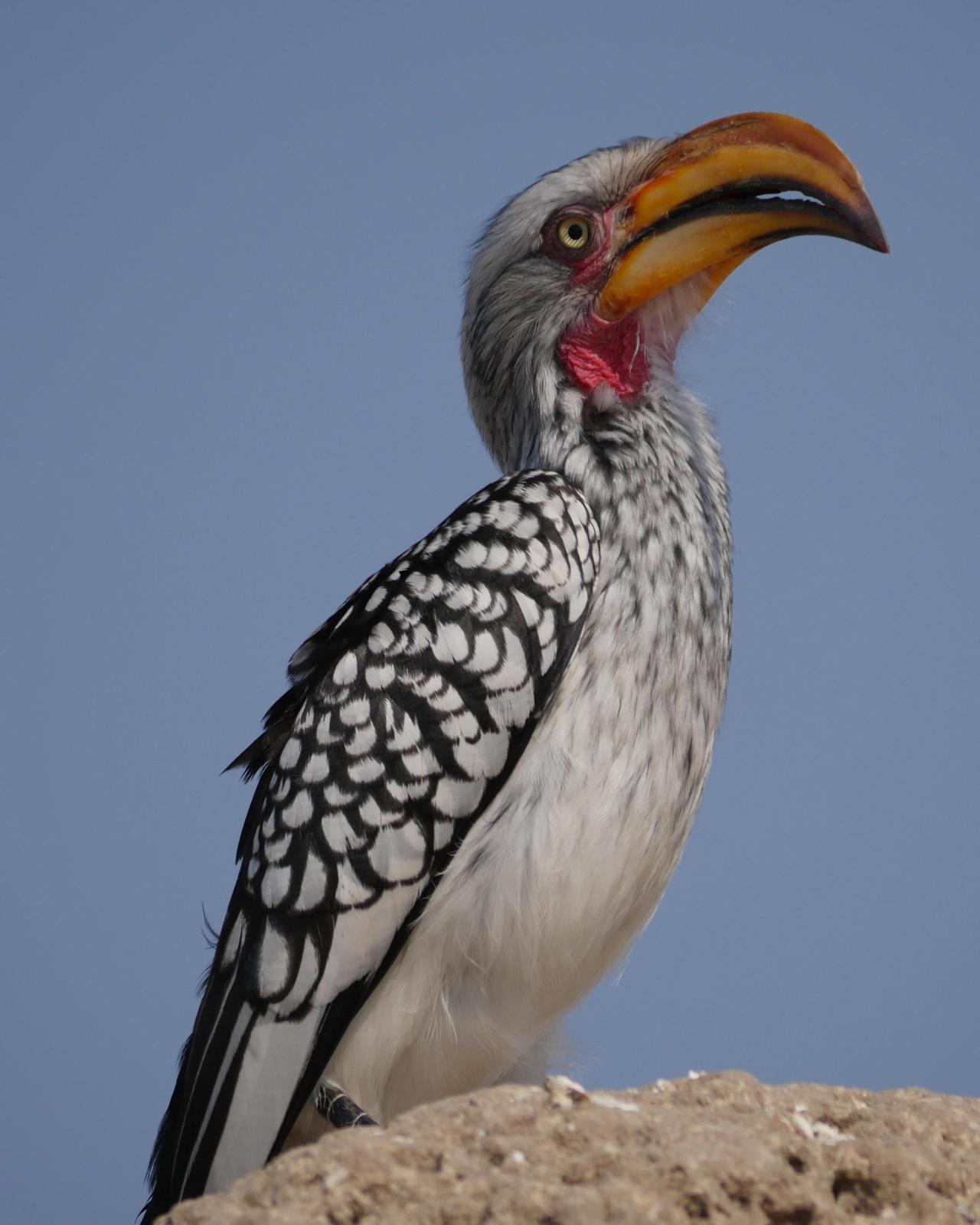 Southern Yellow-billed Hornbill Photo by Peter Lowe