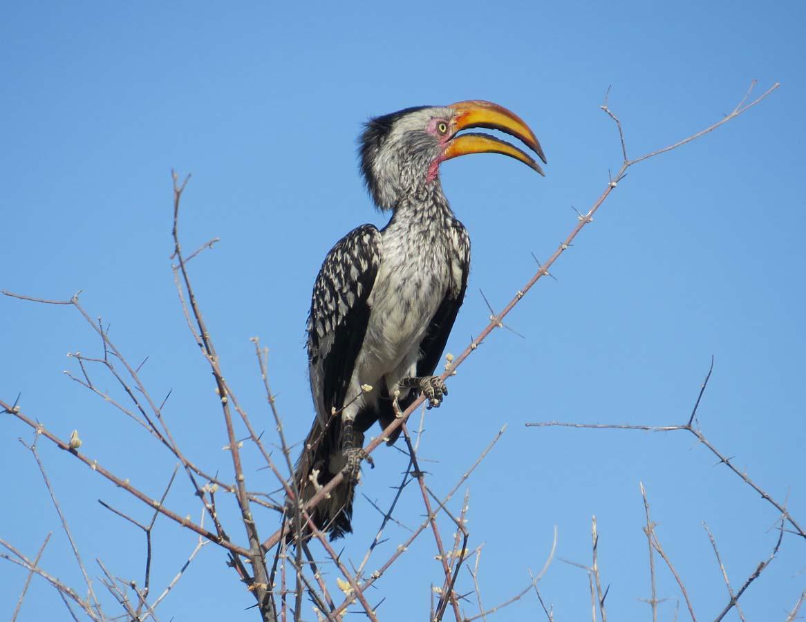 Southern Yellow-billed Hornbill Photo by Peter Boesman