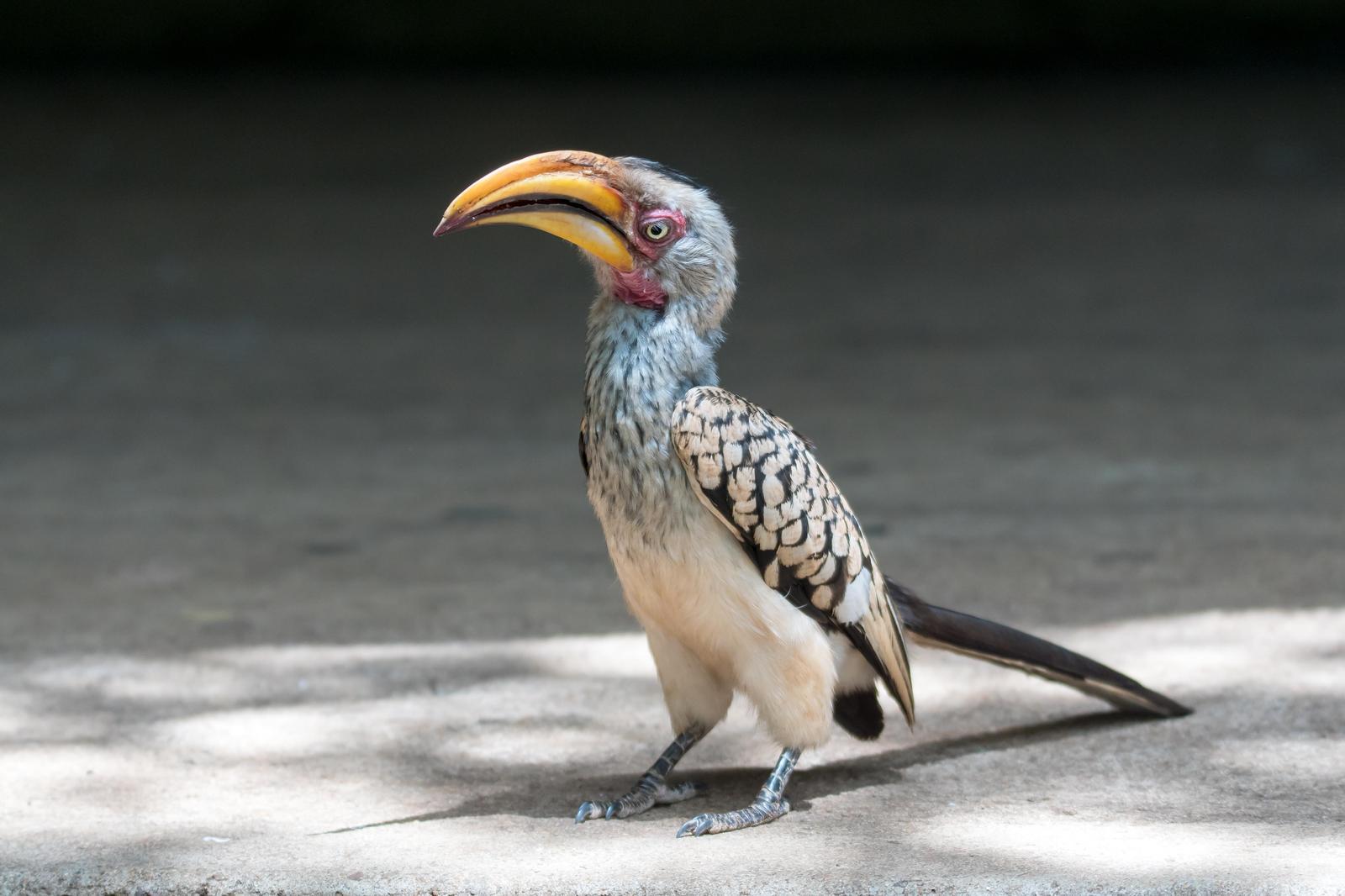 Southern Yellow-billed Hornbill Photo by Gerald Hoekstra