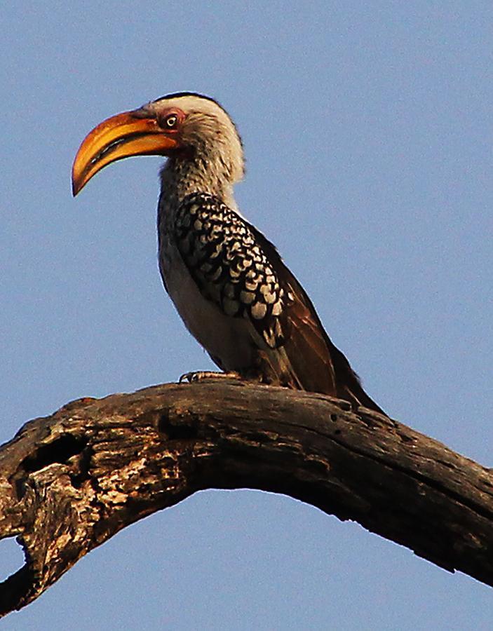Southern Yellow-billed Hornbill Photo by Ian Phillips