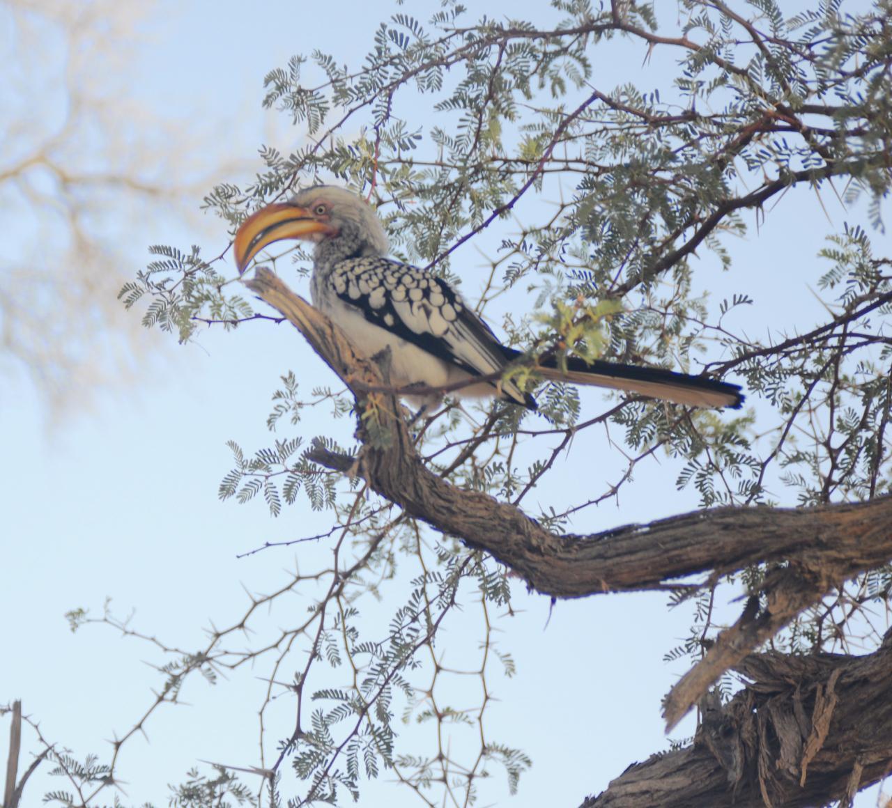 Southern Yellow-billed Hornbill Photo by Brian Avent
