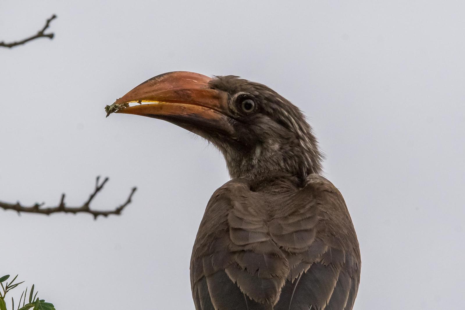 Crowned Hornbill Photo by Gerald Hoekstra