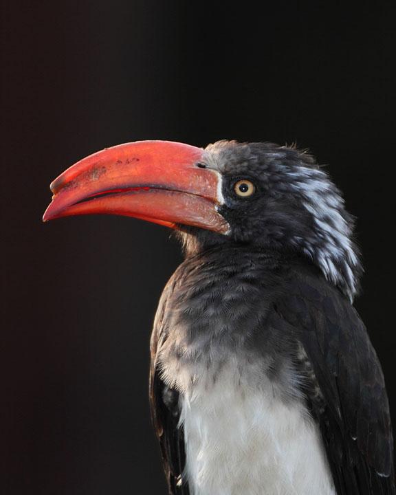 Crowned Hornbill Photo by Jack Jeffrey