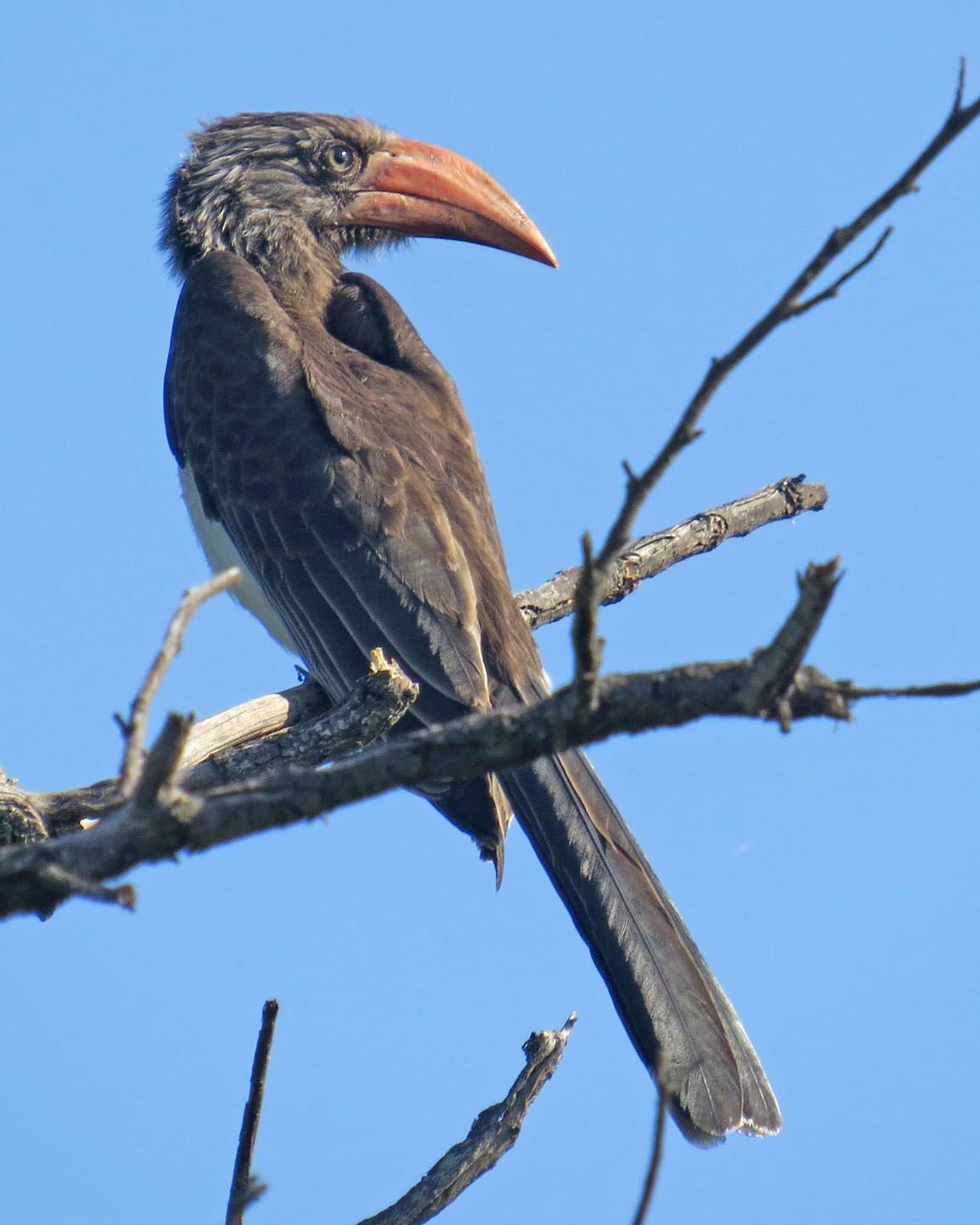 Crowned Hornbill Photo by Peter Boesman