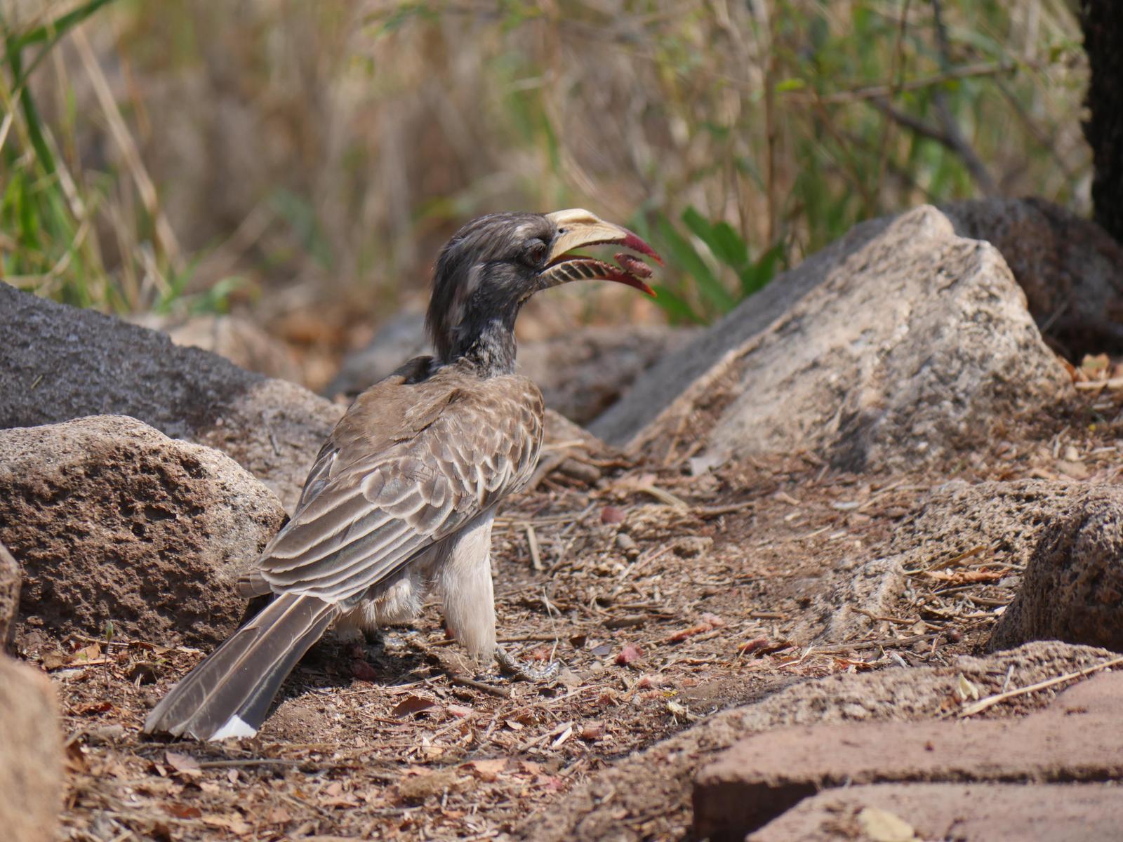 African Gray Hornbill Photo by Peter Lowe
