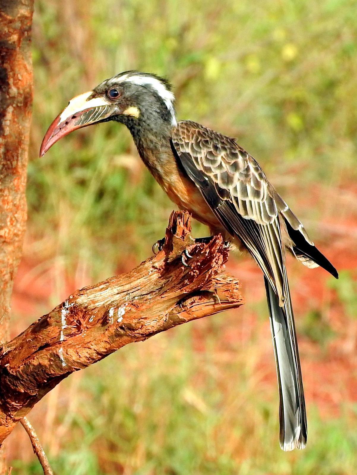 African Gray Hornbill Photo by Todd A. Watkins