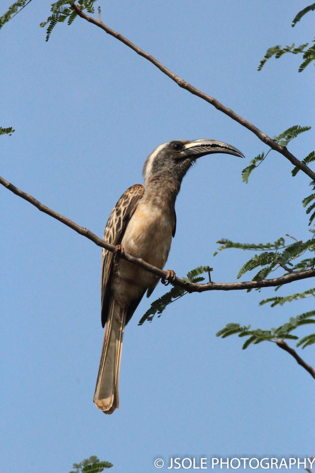 African Gray Hornbill Photo by Jeffery Sole