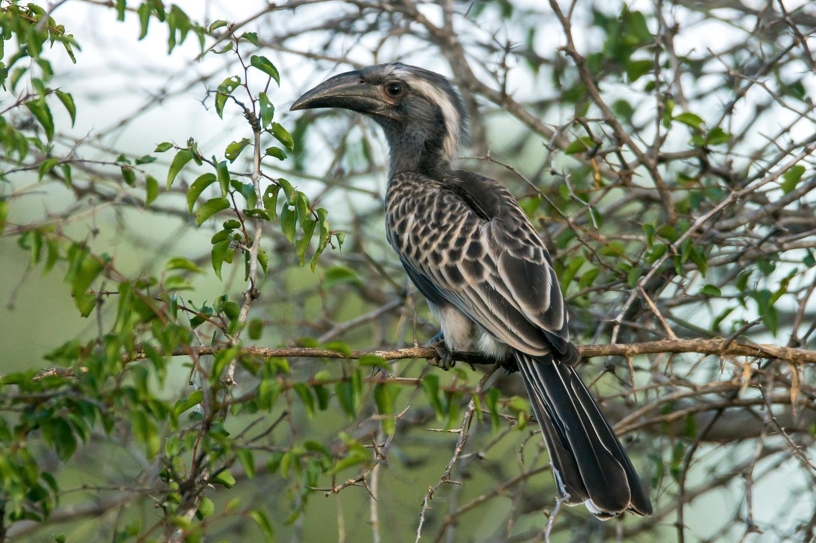 African Gray Hornbill Photo by Gerald Hoekstra