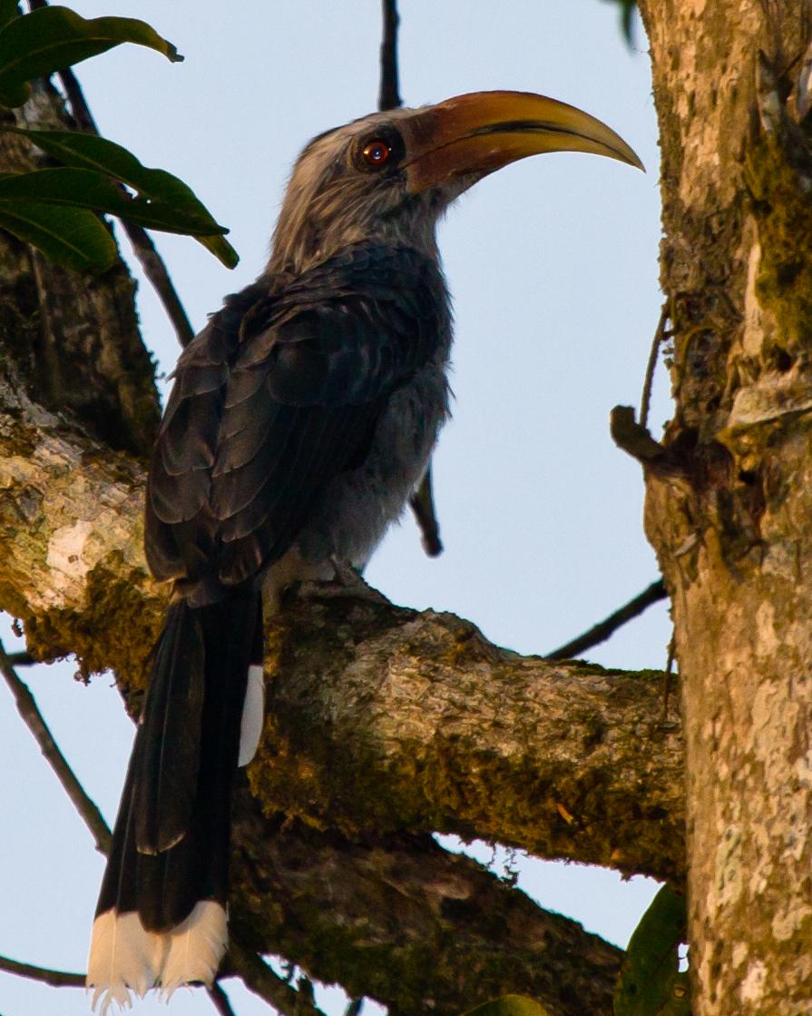 Malabar Gray Hornbill Photo by Rahul Kaushik