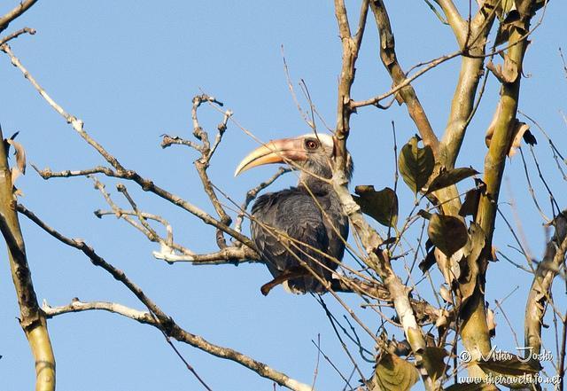 Malabar Gray Hornbill Photo by Mihir Joshi