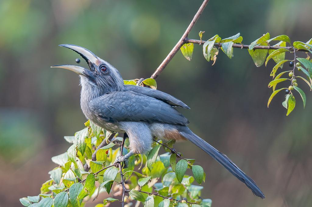 Malabar Gray Hornbill Photo by Kishore Bhargava