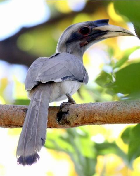 Indian Gray Hornbill Photo by Frank Gilliland