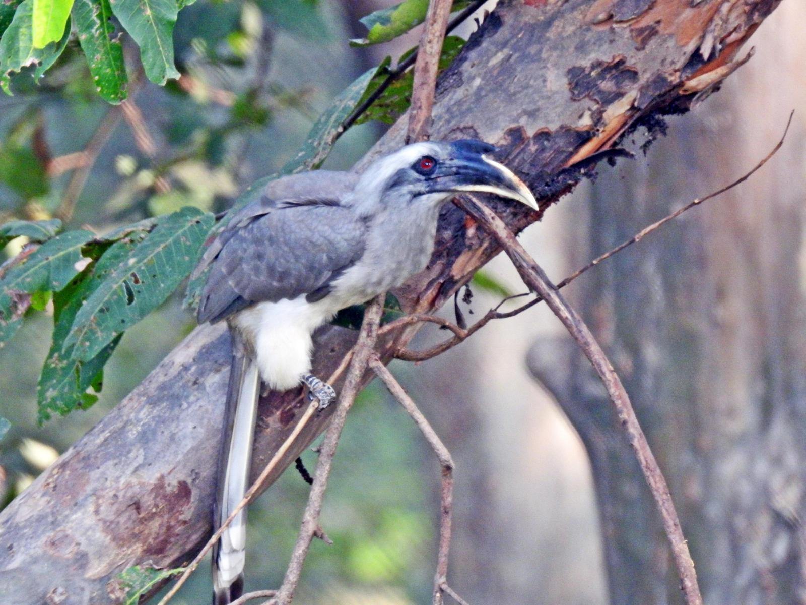 Indian Gray Hornbill Photo by indu gupta