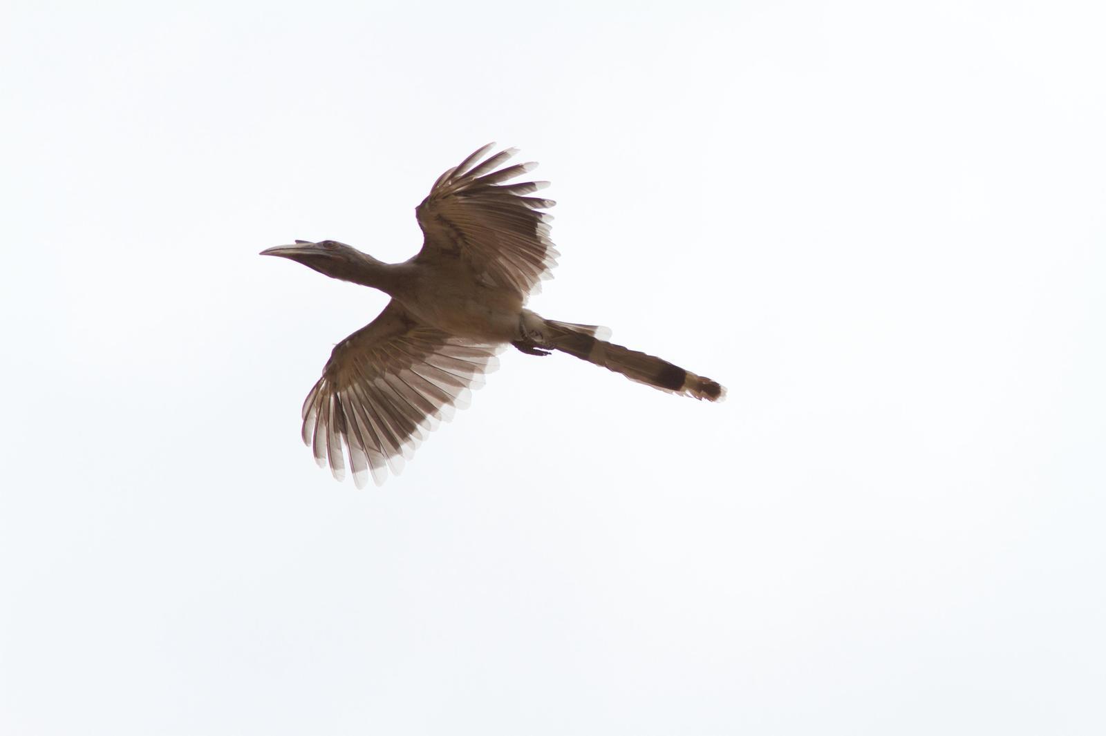 Indian Gray Hornbill Photo by Eric Liskay