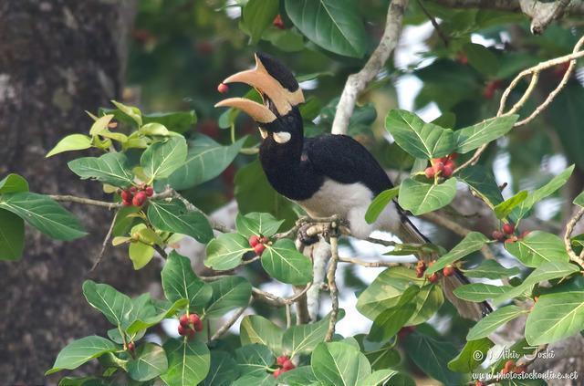 Malabar Pied-Hornbill Photo by Mihir Joshi