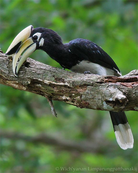 Oriental Pied-Hornbill Photo by Wich'yanan Limparungpatthanakij