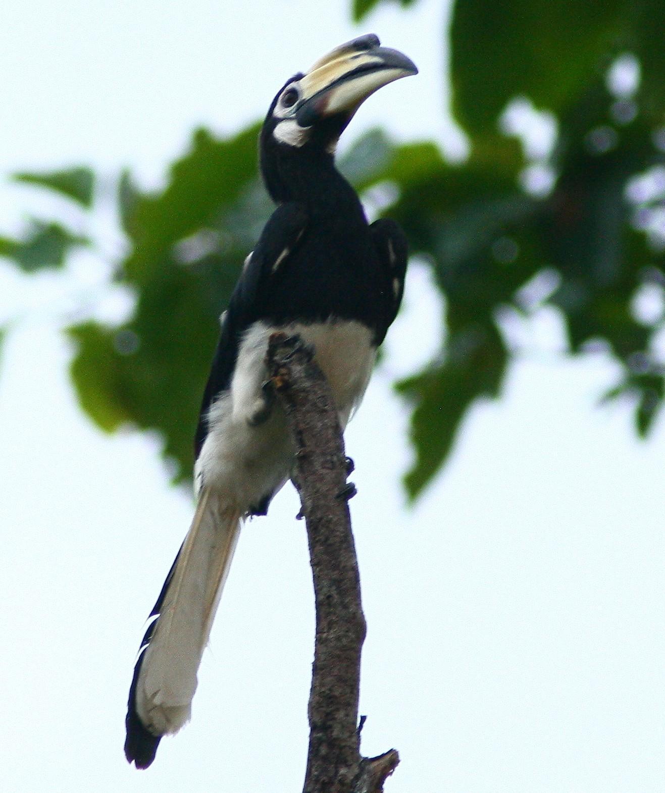 Oriental Pied-Hornbill Photo by Lee Harding