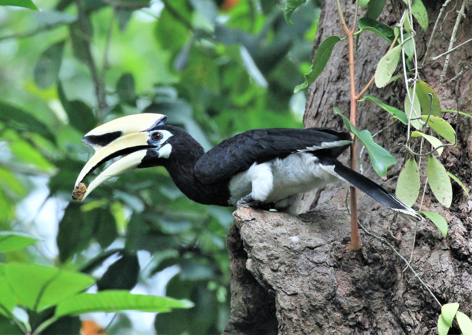 Oriental Pied-Hornbill Photo by Steven Cheong